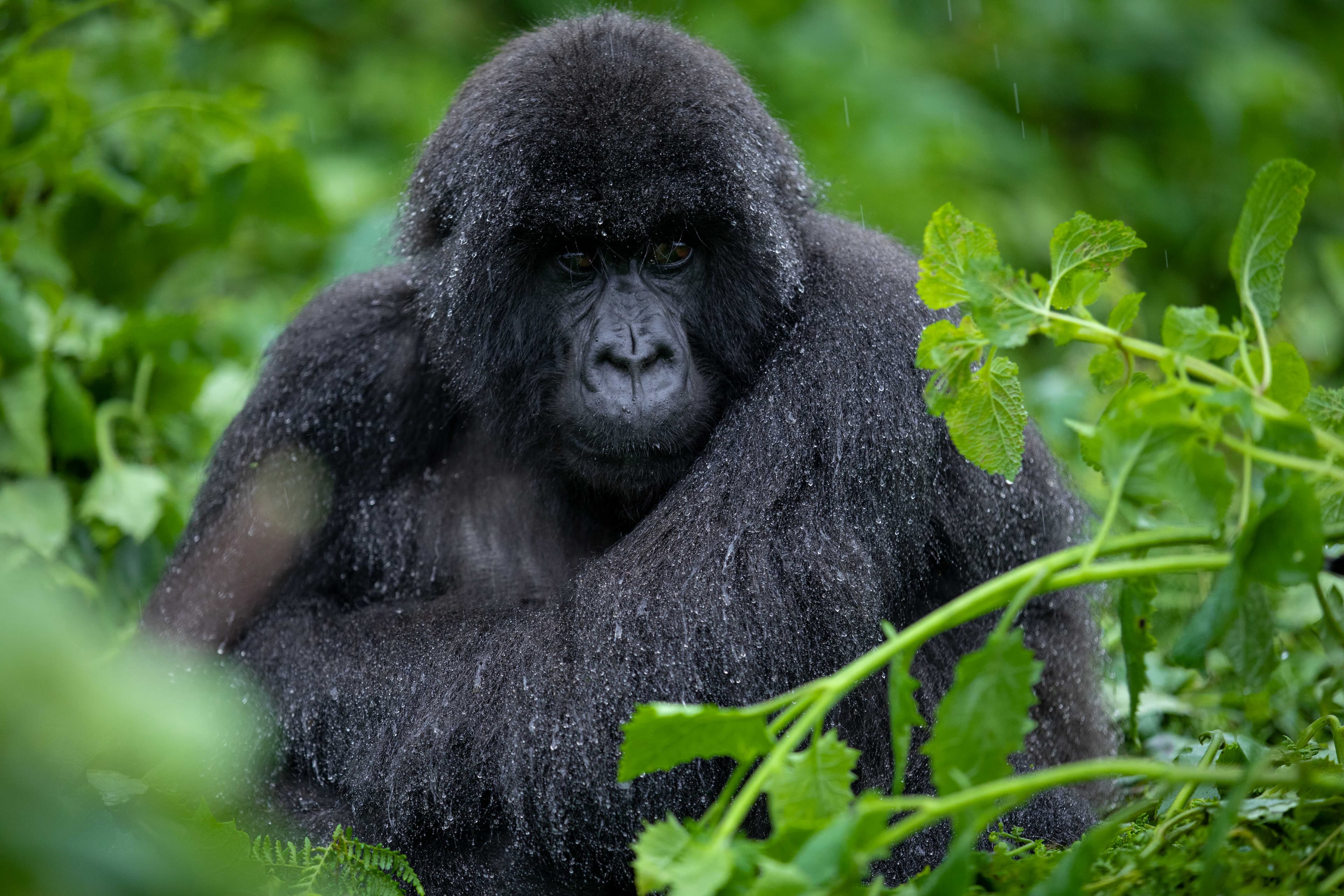Gorille de montagne dans la forêt du Parc national des Virunga